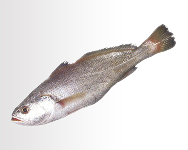 frozen seafood companies in India
