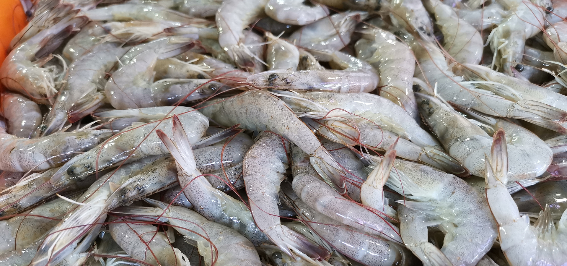 Shrimp manufacturers in India