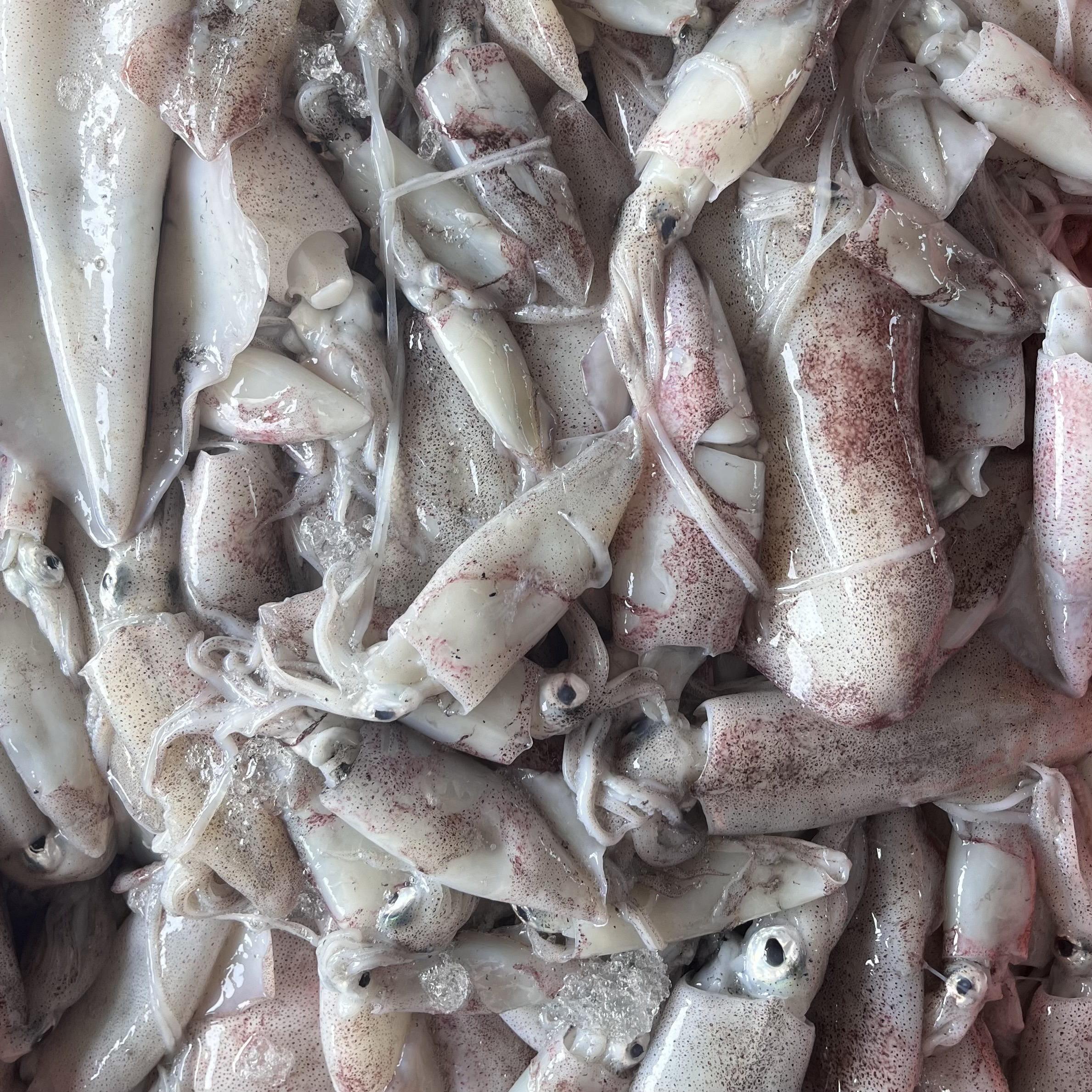 Fresh Frozen Vannamei Shrimps