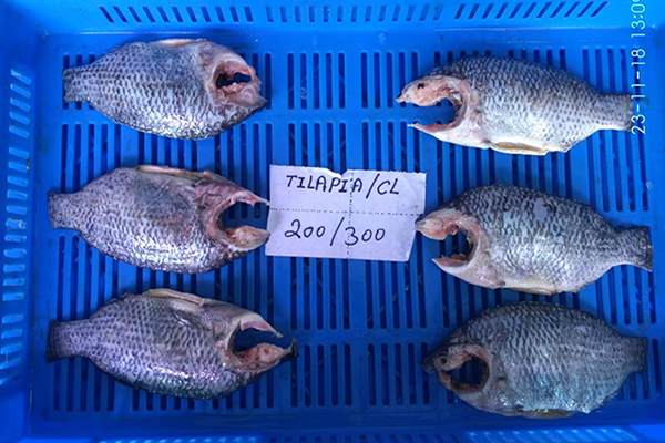 Fresh Frozen Tilapia Fish 